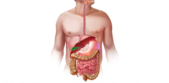 The Digestive System: Hardest Trivia Quiz - ProProfs Quiz